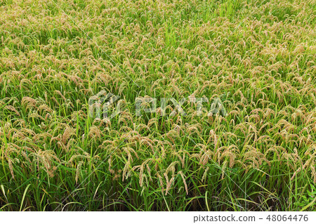Italian rice fields in summer 48064476