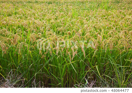 Italian rice fields in summer Italian rice fields in summer 48064477