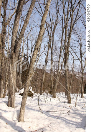 溫和的陽光使雪國感受到長野縣白馬村的春天森林的臨近 48064740