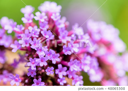 Close-up Verbena Bonariensis flower 48065308