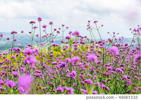 Verbena Bonariensis flower field Verbena Bonariensis flower field 48065310