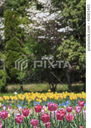 鬱金香Bai Kit Hill公園鬱金香領域 鬱金香Bai Kit Hill公園鬱金香領域 48065405