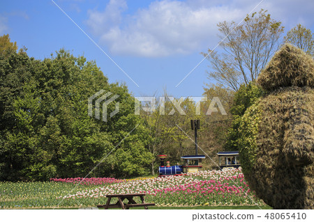 鬱金香Bai Kit Hill公園鬱金香領域 鬱金香Bai Kit Hill公園鬱金香領域 48065410