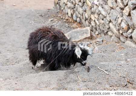little black goat goes up the stairs, Nepal 48065422