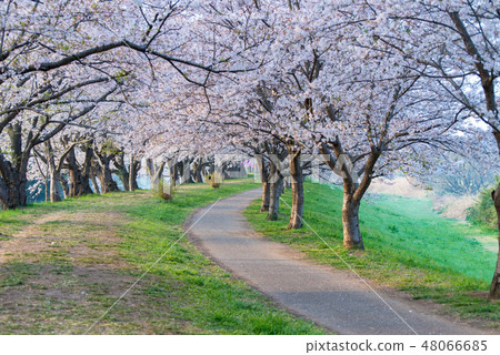 One road of early morning cherry blossom trees One road of early morning cherry blossom trees 48066685