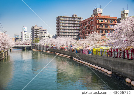 [岡川真喜吉野] 48066755