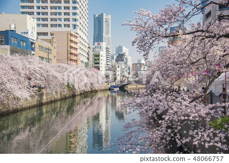 [岡川真喜吉野] 48066757