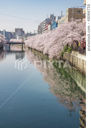 [Ookagawa Somei Yoshino] 48066758