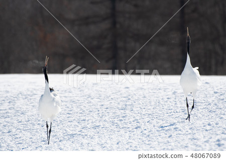 Cranking of Cranes and Tsurui Village 48067089