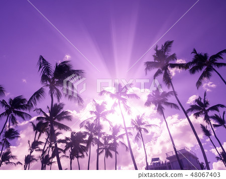 Silhouette of coconut palm trees on sky background 48067403
