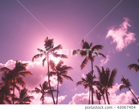 Silhouette of coconut palm trees on sky background 48067404