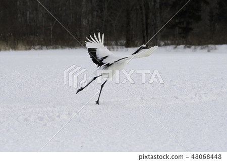 Crane creek flying Kushiro Crane creek flying Kushiro 48068448