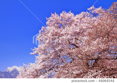 Cherry blossoms at Sonji-ji and the Southern Alps of the remaining snow Cherry blossoms at Sonji-ji and the Southern Alps of the remaining snow 48068548