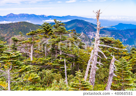 [Yamanashi Prefecture] Kunishigatake, a dead tree, autumn 48068581