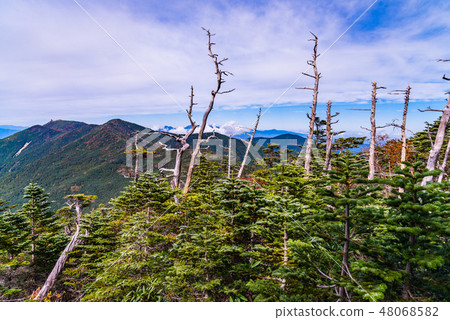 [Yamanashi Prefecture] Kunishigatake, a dead tree, autumn 48068582