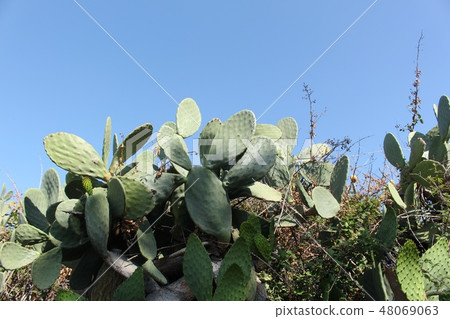 Cactus Cactus 48069063