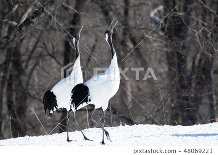 Cranking of Cranes and Tsurui Village Cranking of Cranes and Tsurui Village 48069221