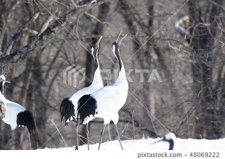 Cranking of Cranes and Tsurui Village Cranking of Cranes and Tsurui Village 48069222