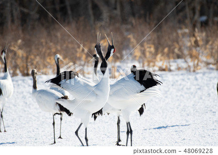 Cranking of Cranes and Tsurui Village Cranking of Cranes and Tsurui Village 48069228