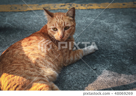Cute cat portait sleeping on the floor Cute cat portait sleeping on the floor 48069269