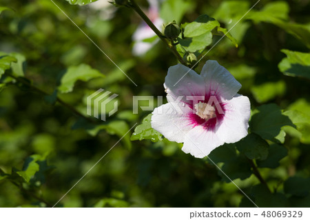 玫瑰沙龍 48069329