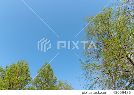Copy space of fresh green and blue sky 48069486