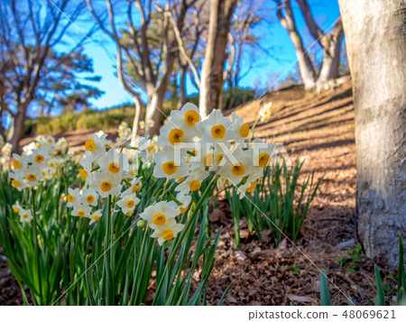 [Izu City, Shizuoka Prefecture] Narcissus flowers blooming in the park [Shuzenji Rainbow Town] 48069621