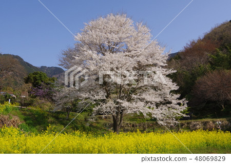 Light Inuki Sakura in Hadano City 48069829