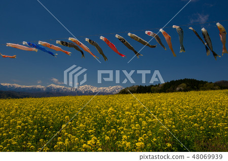 Shinshu Rape Flower Field Shinshu Rape Flower Field 48069939