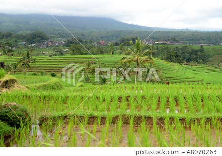 Beautiful Jatiluwih rice terraces in Bali 48070263