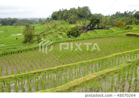 Jatiluwih rice terrace in Ubud, Bali Jatiluwih rice terrace in Ubud, Bali 48070264