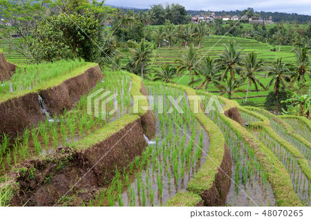 Jatiluwih rice terrace in Ubud, Bali 48070265