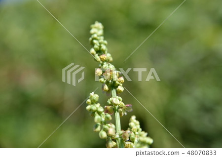 Siba的牛奶 48070833