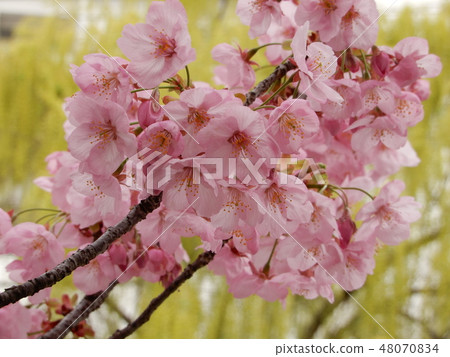 Cherry Blossoms	 48070834