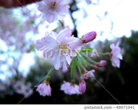 Flowering season Flowering season 48071041