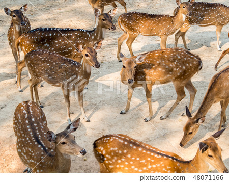 Group of spotted deer in natural habitat 48071166