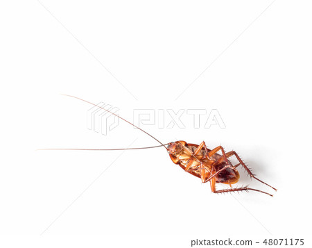 Turn over cockroach isolate on white background Turn over cockroach isolate on white background 48071175
