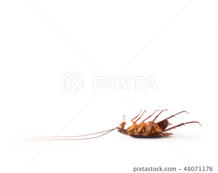 Turn over cockroach isolate on white background 48071176