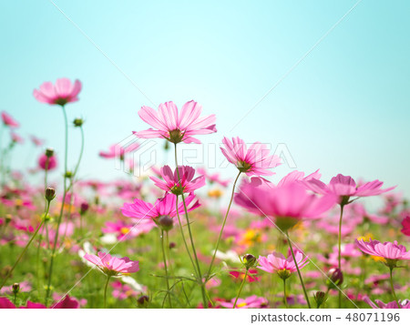 Cosmos flowers against the bright blue sky Cosmos flowers against the bright blue sky 48071196