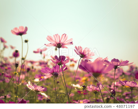 Cosmos flowers against the bright blue sky 48071197