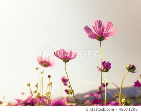 Cosmos flowers against the bright blue sky 48071200