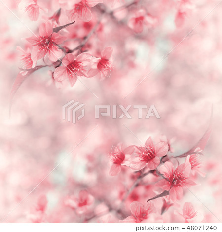Sakura of Thailand on blurred bokeh background Sakura of Thailand on blurred bokeh background 48071240