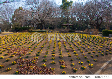 大宮花山農業森林公園花床冬天風景 照片素材 圖片 圖庫