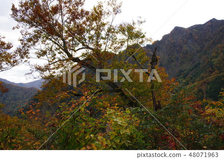 Autumn Izumiyama 48071963