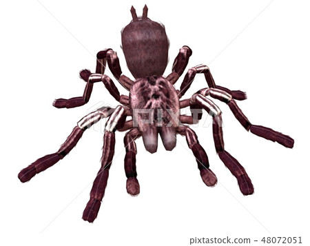 Tarantula spider 3d illustration isolated on the white background 48072051