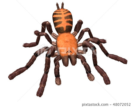 Tarantula spider 3d illustration isolated on the white background 48072052