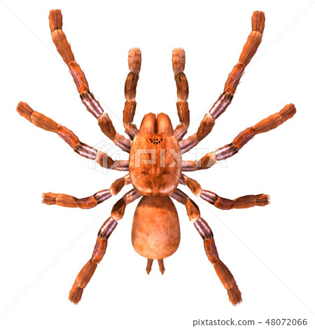 Tarantula spider 3d illustration isolated on the white background Tarantula spider 3d illustration isolated on the white background 48072066