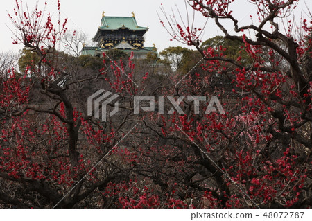 Osaka Castle plum forest Osaka Castle plum forest 48072787