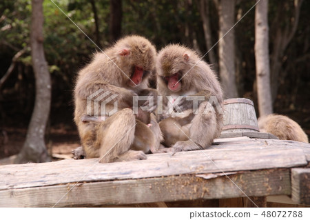 Awaji Island Monkey Park Awaji Island Monkey Park 48072788