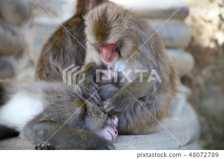 淡路島猴子公園 淡路島猴子公園 48072789